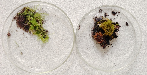 Moss, liverwort and soil samples